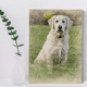 Custom Pet Colored Pencil Drawing