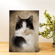 Custom Acrylic Cat Painting