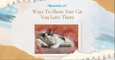 12 Ways To Show Your Cat You Love Them