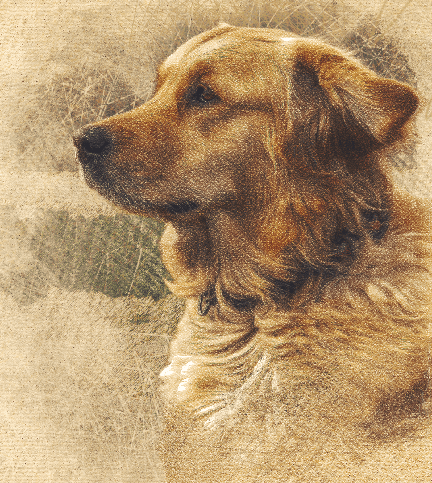 Colored Pencil Dog Portraits of an adorable  hairy brown furred dog